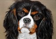 cavalier_king_charles.jpg