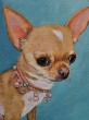 chihuahua.jpg