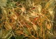 i_miei_fiori.jpg
