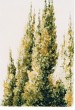 varie_001.jpg