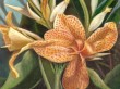 orchidea.jpg