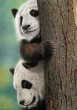 Panda.jpg