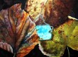 AL_DI_LA_DEL_CIELO_olio_su_tela_50_x_70_2012.jpg