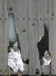 Cache_cache__Acrylique_sur_toile__80x60.jpg
