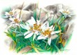 Stelle_Alpine_Leggero_copia.jpg