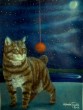 Stellina_sotto_le_stelle.jpg