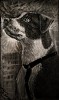 QUADRO__ANIMALE__CANE__CANILE___wowowowow__.jpg
