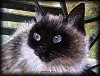 QUADRO__ANIMALI__GATTO__SIAMESE.jpg