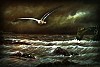 _quadro_gabbiano__tempesta.jpg