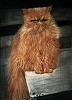 quadro__animale2C__gatto__wanda.jpg