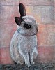 quadro__animali__biru.jpg