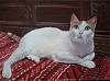 quadro__animali__gatto__roberta.jpg