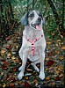 quadro__animali__olio__su__tela_cane.jpg
