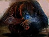 quadro__animali__scimpanze.jpg