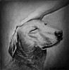 quadro__animali_cane__care.jpg