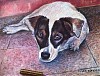 quadro__animali_zara.jpg