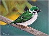 65_Green_Passer_ago_2021_olio_su_tela_cm_40-30-2.jpg