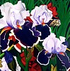 Iris.jpg